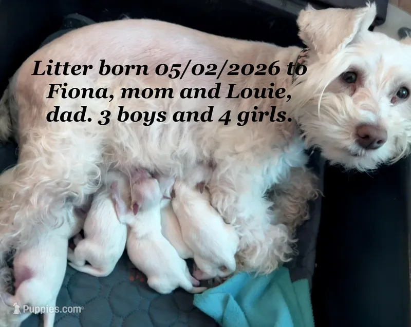 Ruby – Miniature Schnauzer puppy for sale in Byron, GA