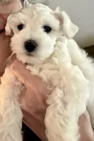 Revere, a male Miniature Schnauzer for sale in Byron, GA – 4 of 9