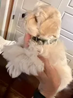 Dior, a female Miniature Schnauzer for sale in Byron, GA – 3 of 9