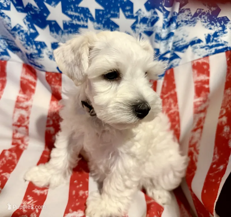 Flora – Miniature Schnauzer puppy for sale in Byron, GA