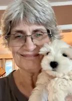 Cameo, a male Miniature Schnauzer for sale in Byron, GA – 2 of 7