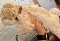 Revere, a male Miniature Schnauzer for sale in Byron, GA – 5 of 9