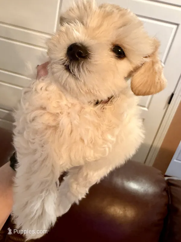 Revere – Miniature Schnauzer puppy for sale in Byron, GA