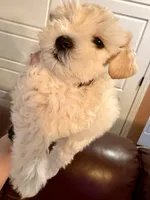 Revere, a male Miniature Schnauzer for sale in Byron, GA – 1 of 9