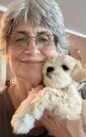 Revere, a male Miniature Schnauzer for sale in Byron, GA – 3 of 9