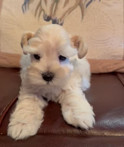 Revere, a male Miniature Schnauzer for sale in Byron, GA – 9 of 9