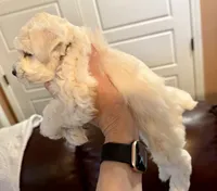 Flora, a female Miniature Schnauzer for sale in Byron, GA – 8 of 10