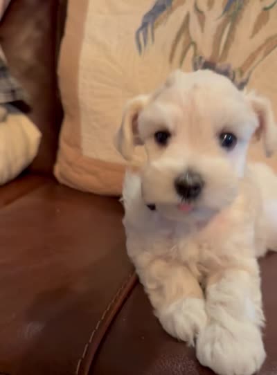Flora, a female Miniature Schnauzer for sale in Byron, GA – 10 of 10