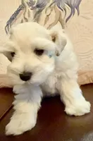 Cameo, a male Miniature Schnauzer for sale in Byron, GA – 4 of 7