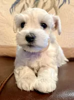 Flora, a female Miniature Schnauzer for sale in Byron, GA – 7 of 10