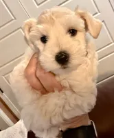 Flora, a female Miniature Schnauzer for sale in Byron, GA – 3 of 10