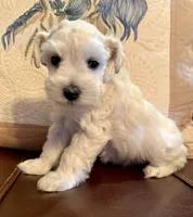 Flora, a female Miniature Schnauzer for sale in Byron, GA – 6 of 10