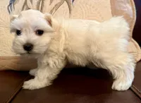 Dior, a female Miniature Schnauzer for sale in Byron, GA – 7 of 9