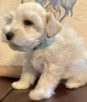 Cameo, a male Miniature Schnauzer for sale in Byron, GA – 6 of 7