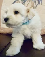 Cameo, a male Miniature Schnauzer for sale in Byron, GA – 5 of 7
