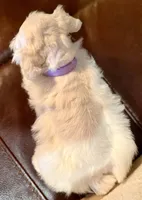 Ruby, a female Miniature Schnauzer for sale in Byron, GA – 9 of 10