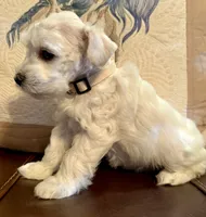 Flora, a female Miniature Schnauzer for sale in Byron, GA – 9 of 10