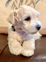 Flora, a female Miniature Schnauzer for sale in Byron, GA – 5 of 10