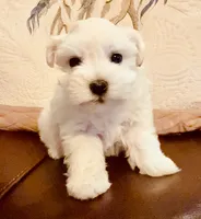 Dior, a female Miniature Schnauzer for sale in Byron, GA – 2 of 9