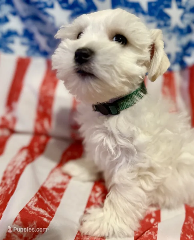 Dior – Miniature Schnauzer puppy for sale in Byron, GA
