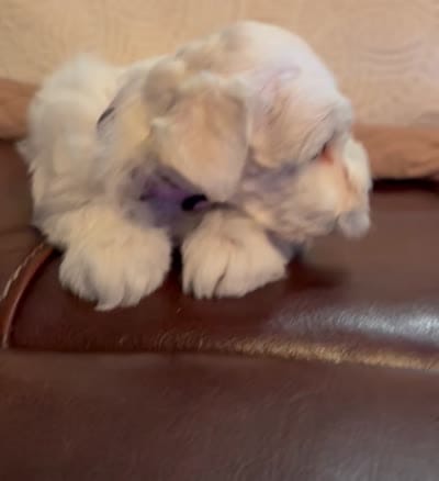 Ruby, a female Miniature Schnauzer for sale in Byron, GA – 10 of 10