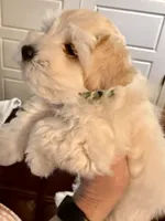 Cameo, a male Miniature Schnauzer for sale in Byron, GA – 1 of 7