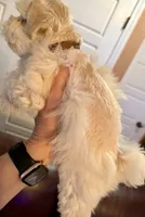 Revere, a male Miniature Schnauzer for sale in Byron, GA – 8 of 9