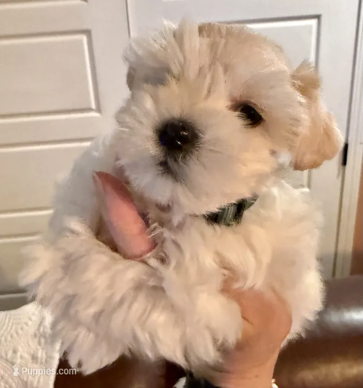 Dior – Miniature Schnauzer puppy for sale in Byron, GA