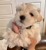 Dior, a female Miniature Schnauzer for sale in Byron, GA – 1 of 9