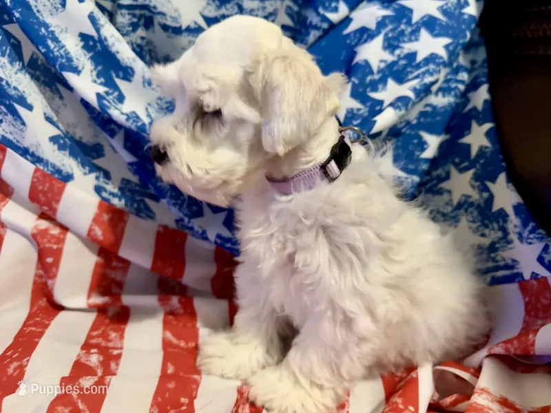 Ruby – Miniature Schnauzer puppy for sale in Byron, GA