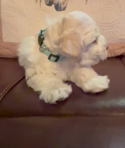Cameo, a male Miniature Schnauzer for sale in Byron, GA – 7 of 7