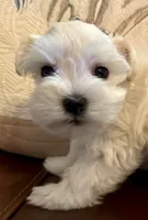 Dior, a female Miniature Schnauzer for sale in Byron, GA – 6 of 9