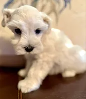 Ruby, a female Miniature Schnauzer for sale in Byron, GA – 6 of 10