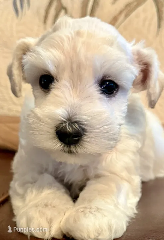 Flora – Miniature Schnauzer puppy for sale in Byron, GA