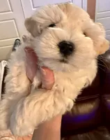 Cameo, a male Miniature Schnauzer for sale in Byron, GA – 3 of 7