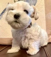 Revere, a male Miniature Schnauzer for sale in Byron, GA – 6 of 9