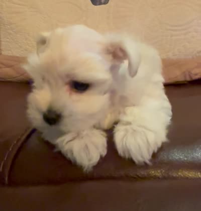 Dior, a female Miniature Schnauzer for sale in Byron, GA – 9 of 9