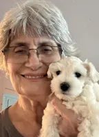 Flora, a female Miniature Schnauzer for sale in Byron, GA – 2 of 10