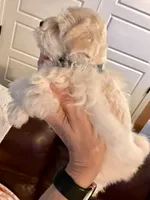 Dior, a female Miniature Schnauzer for sale in Byron, GA – 4 of 9