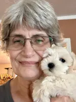 Dior, a female Miniature Schnauzer for sale in Byron, GA – 5 of 9
