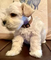 Revere, a male Miniature Schnauzer for sale in Byron, GA – 7 of 9