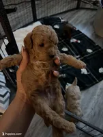 Toy Poodle 518-749-213Three, a male Poodle - Toy  for sale in Tulsa, OK – Photo 2 of 2