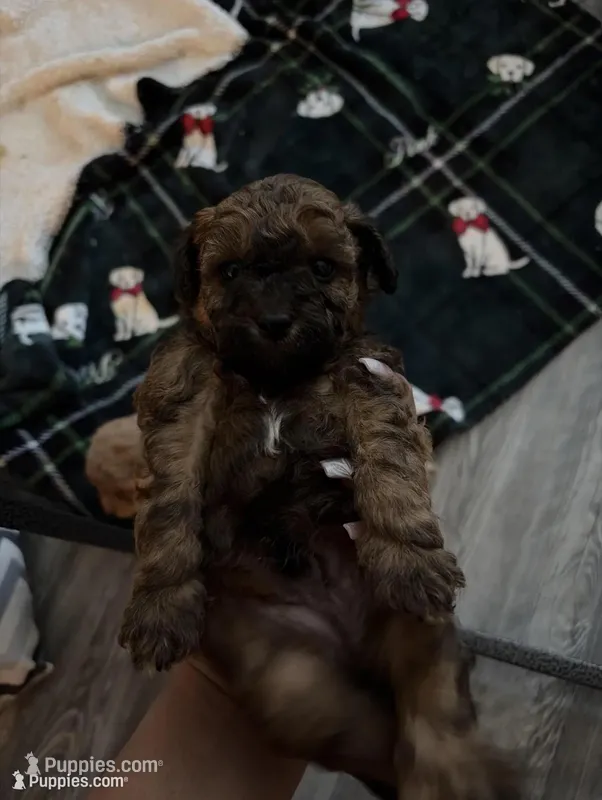 Toy Poodle 518-749-213Three – Poodle - Toy  puppy for sale in Tulsa, OK