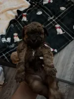 Toy Poodle 518-74-213Three, a male Poodle - Toy  for sale in Tulsa, OK – Photo 2 of 2