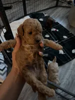 Toy Poodle 518-74-213Three, a male Poodle - Toy  for sale in Tulsa, OK – Photo 1 of 2
