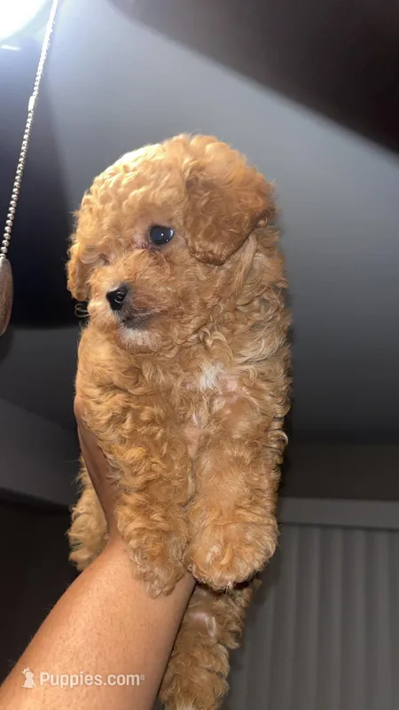 Red Toy Poodle  – Poodle - Toy  puppy for sale in Tulsa, OK