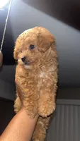 Red Toy Poodle , a male Poodle - Toy  for sale in Tulsa, OK – 1 of 3