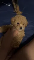Red Toy Poodle , a male Poodle - Toy  for sale in Tulsa, OK – 2 of 3