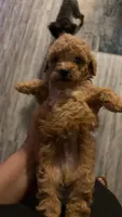 Red Toy Poodle , a male Poodle - Toy  for sale in Tulsa, OK – 3 of 3