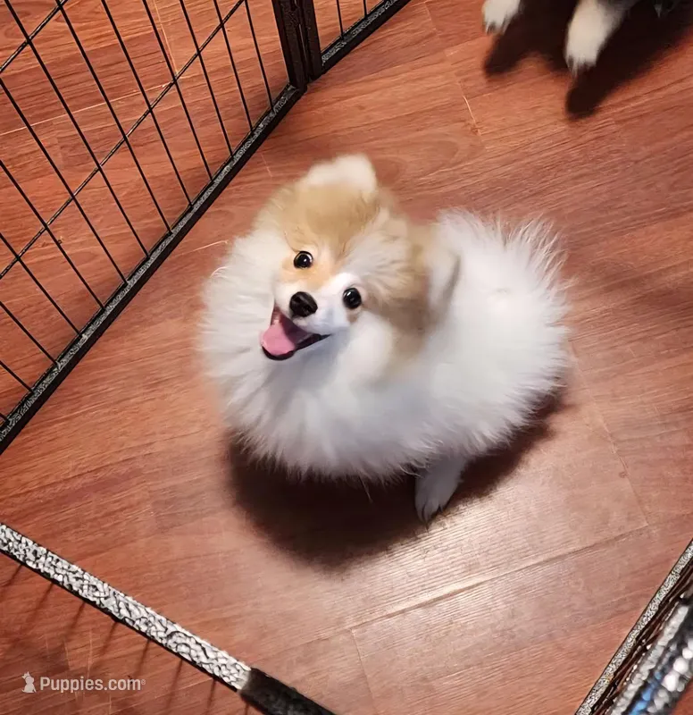 Female 1 – Pomeranian puppy for sale in Buckeye, AZ